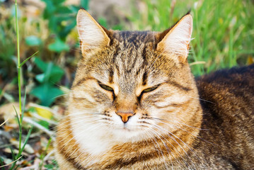 Naklejka na ściany i meble Photo of a beautiful cat close-up lying on the grass with half-closed eyes