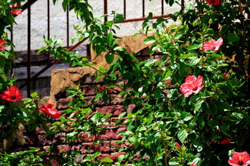 Fototapeta na wymiar Scenery of town with hibiscus flowers