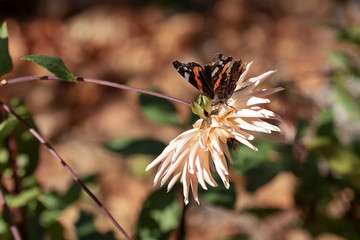 Plants and flowers park spiring flowering.