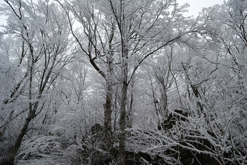 Winter in Berkovitsa Balkan.
