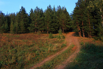 Country road in the forest