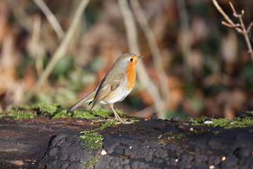 fotografias de aves varias 