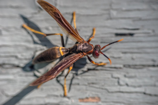 Paper wasp on grey painted wooden wall