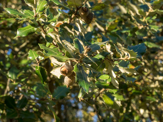 Quercus ilex - Les glands bruns du chêne vert ou yeuse. 
