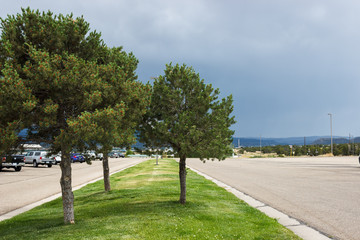Coniferous trees grow on the lawn in the recreation area and parking for cars against the backdrop of the picturesque mountains.