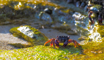 small crab on rock at jumeirah beach Dubai, UAE