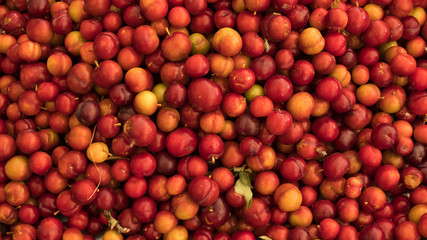 Naklejka na ściany i meble Many apricots, apricots and apricots are sold by market.
