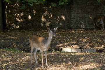 Deer standing and looking in the park