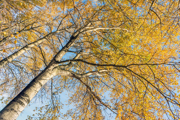 Orange yellow discolored leaves on the branches of birch trees in the autumn season against a blue sky