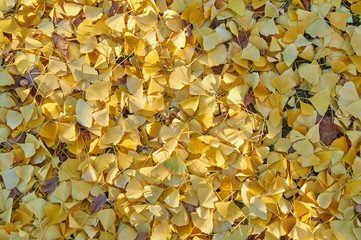 Ginkgo Blätter im Herbst