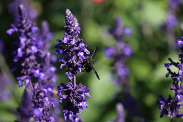 fotos de insectos varios 