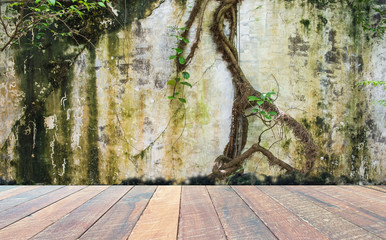 empty room with dirty wall and ivy green tree and wooden floor . Blank space for text and images.