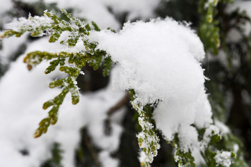 Fir branch on snow. Winter landscape. natural snow scene