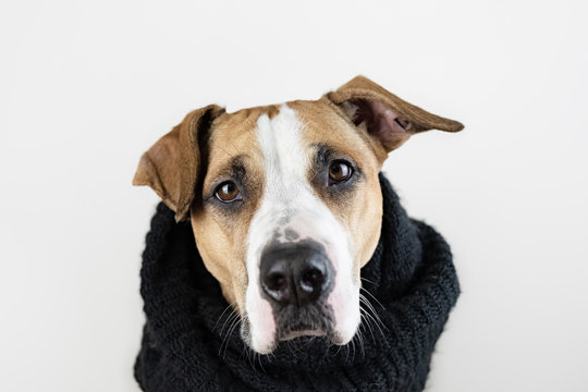 Cute dog in warm clothes concept. Close-up image of  staffordshire terrier puppy in black scarf in studio background