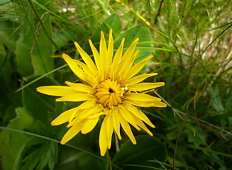 Flowers of alpine meadows. Small mountain flower