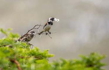 Pair of Cape sparrows (Passer melanurus), or mossie, sitting on shrubb branch with wild camphor seedheads in beaks. South Africa