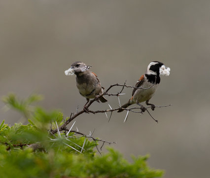 Pair of Cape sparrows (Passer melanurus), or mossie, sitting on shrubb branch with wild camphor seedheads in beaks. South Africa