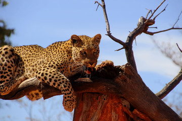 Wilder Leopard in der Savanne Afrika