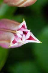 lilie stargazer