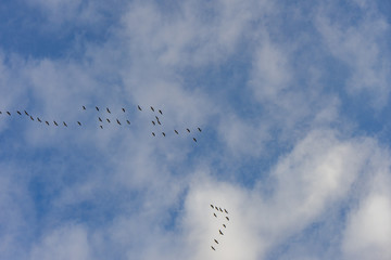 Flying birds in blue sky