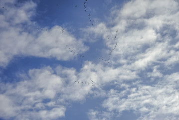 Flying birds in blue sky