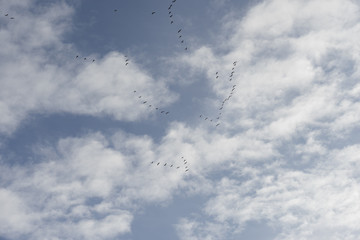 Flying birds in blue sky
