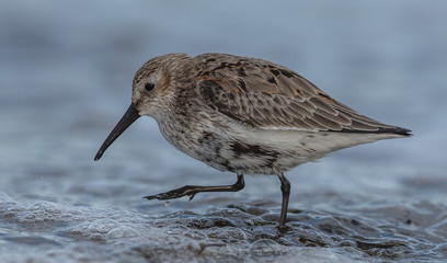 wattvögel