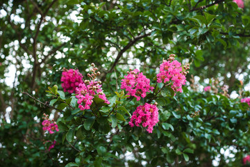 Ornamental trees with pink flowers. Inflorescences of pink flowers against the background of green foliage.