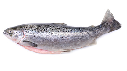 Salmon fish on white background