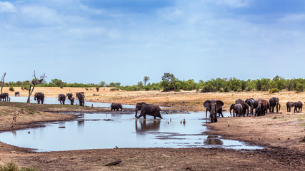 African bush elephant in Kruger National park, South Africa