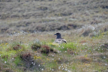 Skua, die große Raubmöwe beim brüten