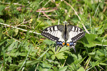 Schwalbenschwanz,  Schmetterling