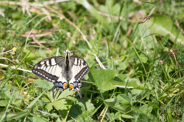 Schwalbenschwanz,  Schmetterling