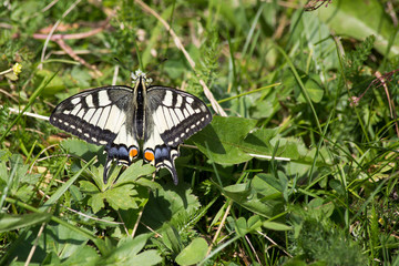 Schwalbenschwanz,  Schmetterling