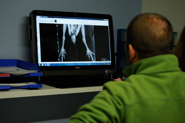 control de la población de buitres en la provincia de Alava, the basque country, Spain, 