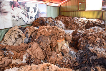 Arequipa, Peru - October 7, 2018: Piles of raw alpaca wool awaiting processing for use in the...