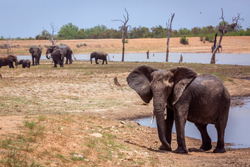 Naklejka na ściany i meble African bush elephant in Kruger National park, South Africa