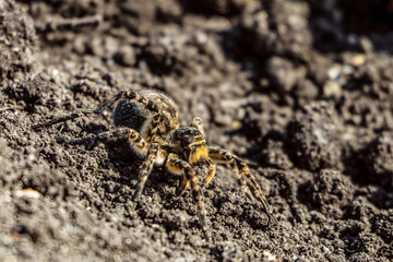 Garden tarantula on a ground. Wildlife nature.