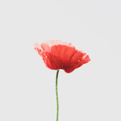 poppy red single