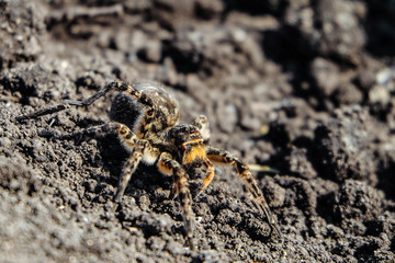 Garden tarantula on a ground. Wildlife nature.