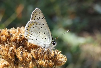 Polyommatus butterfly on faded yarrow flowers in autumn garden, closeup