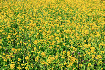 Obraz premium Spring landscape with canola flower spreading