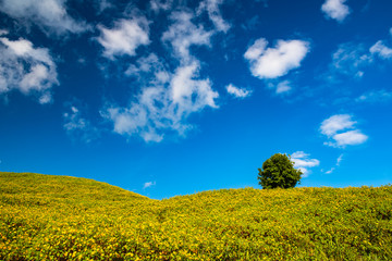 Obraz premium Yellow flowers on the hill