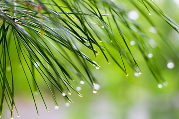 Pine tree with a macro dew on it
