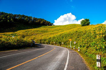 Yellow flowers on the hill