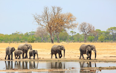 Obraz premium Family herd of elephants walking past a waterhole with a nie reflection in the water against a pale blue sky and bush background. Hwange Natioanl Park, Zimbabwe