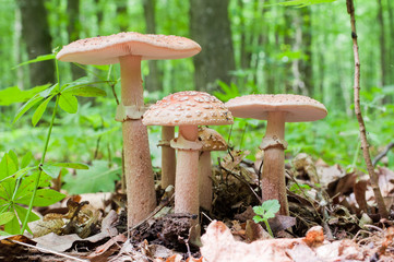 The group of edible mushrooms (Amanita rubescens) grow in the woods