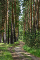 Дорога в сосновом лесу