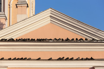 flock of pigeons on the eaves
