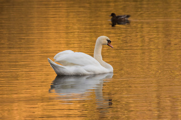 Höckerschwan im Abendrot